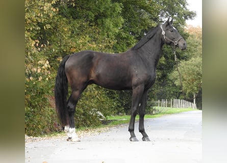 Deutsches Sportpferd, Wallach, 4 Jahre, 170 cm, Schwarzbrauner