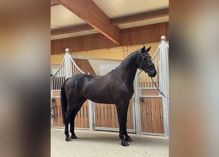 Deutsches Sportpferd, Wallach, 4 Jahre, 170 cm, Schwarzbrauner
