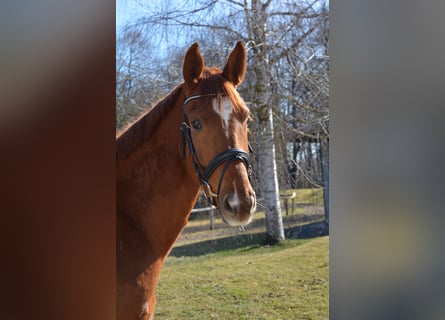 Deutsches Sportpferd, Wallach, 4 Jahre, 171 cm, Dunkelfuchs