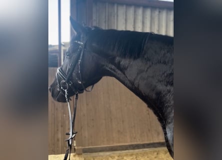 Deutsches Sportpferd, Wallach, 4 Jahre, 171 cm, Rappe