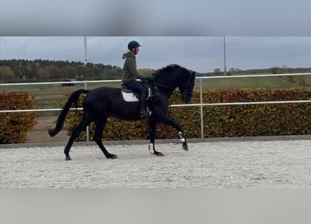 Deutsches Sportpferd, Wallach, 4 Jahre, 171 cm, Rappe