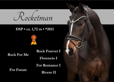 Deutsches Sportpferd, Wallach, 4 Jahre, 171 cm, Schwarzbrauner