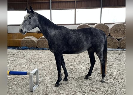 Deutsches Sportpferd, Wallach, 4 Jahre, 172 cm, Apfelschimmel