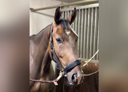 Deutsches Sportpferd, Wallach, 4 Jahre, 172 cm, Brauner