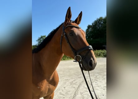 Deutsches Sportpferd, Wallach, 4 Jahre, 172 cm, Brauner