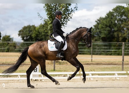 Deutsches Sportpferd, Wallach, 4 Jahre, 172 cm, Dunkelbrauner