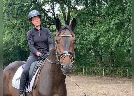 Deutsches Sportpferd, Wallach, 4 Jahre, 172 cm, Dunkelbrauner