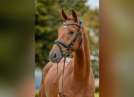 Deutsches Sportpferd, Wallach, 4 Jahre, 172 cm, Dunkelfuchs