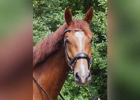 Deutsches Sportpferd, Wallach, 4 Jahre, 172 cm, Fuchs