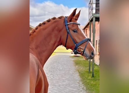 Deutsches Sportpferd, Wallach, 4 Jahre, 172 cm, Fuchs