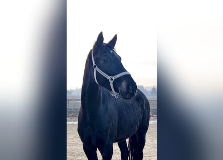 Deutsches Sportpferd, Wallach, 4 Jahre, 172 cm, Rappe