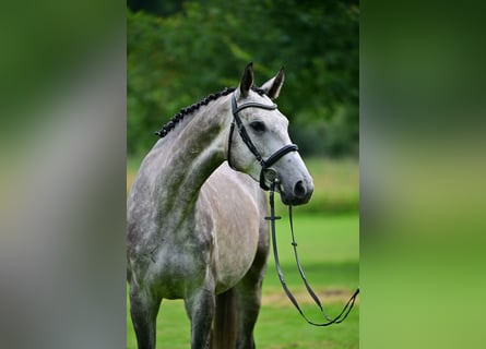 Deutsches Sportpferd, Wallach, 4 Jahre, 172 cm, Schimmel