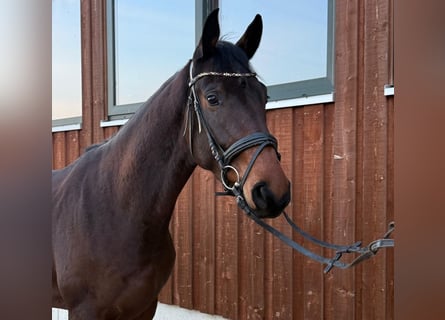 Deutsches Sportpferd, Wallach, 4 Jahre, 172 cm, Schwarzbrauner