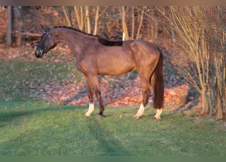 Deutsches Sportpferd, Wallach, 4 Jahre, 173 cm, Dunkelbrauner