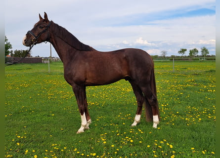 Deutsches Sportpferd, Wallach, 4 Jahre, 173 cm, Dunkelfuchs