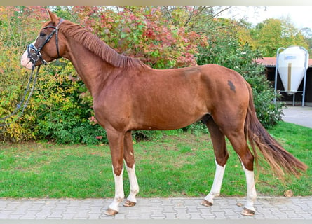 Deutsches Sportpferd, Wallach, 4 Jahre, 173 cm, Fuchs