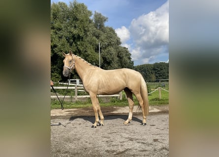 Deutsches Sportpferd, Wallach, 4 Jahre, 173 cm, Palomino