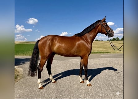 Deutsches Sportpferd, Wallach, 4 Jahre, 174 cm, Brauner