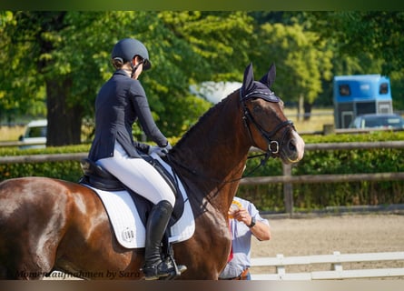 Deutsches Sportpferd, Wallach, 4 Jahre, 174 cm, Dunkelfuchs