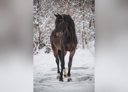 Deutsches Sportpferd, Wallach, 4 Jahre, 175 cm, Dunkelbrauner