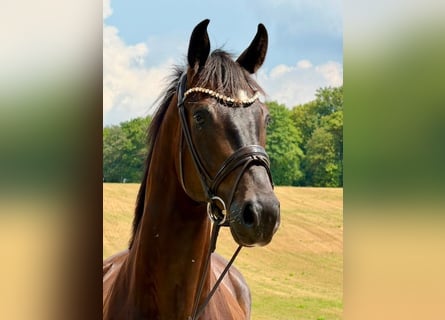 Deutsches Sportpferd, Wallach, 4 Jahre, 175 cm, Rappe