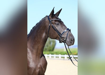 Deutsches Sportpferd, Wallach, 4 Jahre, 175 cm, Rappe