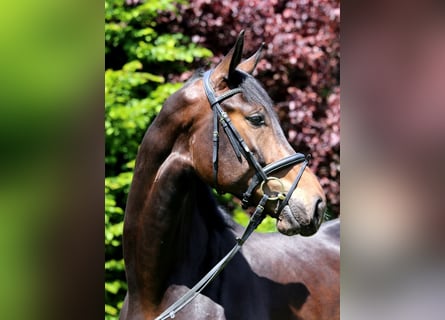 Deutsches Sportpferd, Wallach, 4 Jahre, 175 cm, Schwarzbrauner