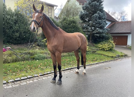Deutsches Sportpferd, Wallach, 4 Jahre, 179 cm, Brauner