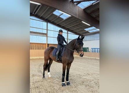 Deutsches Sportpferd, Wallach, 4 Jahre, 180 cm, Brauner