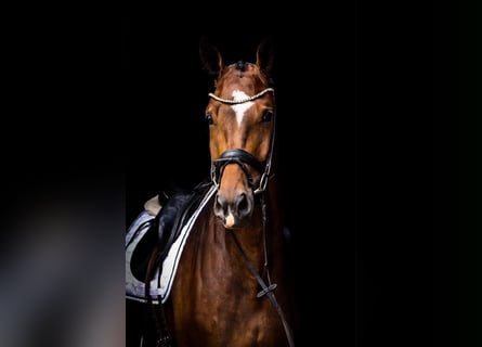 Deutsches Sportpferd, Wallach, 4 Jahre, 180 cm, Dunkelbrauner