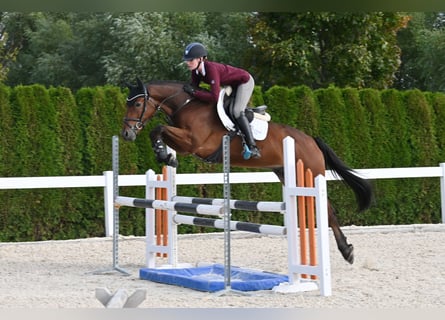 Deutsches Sportpferd, Wallach, 4 Jahre, Brauner