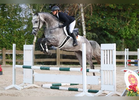 Deutsches Sportpferd, Wallach, 4 Jahre, Schimmel