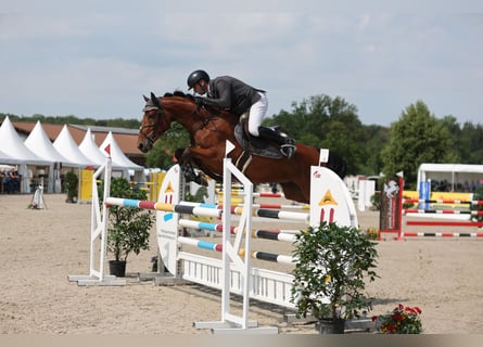 Deutsches Sportpferd, Wallach, 5 Jahre, 162 cm, Brauner