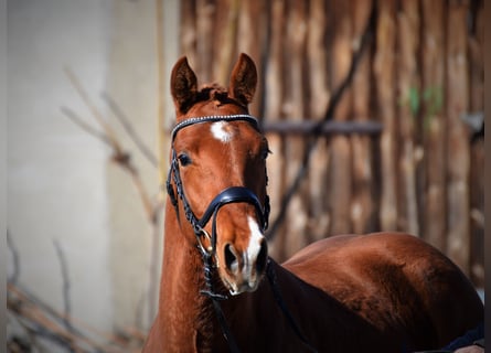 Deutsches Sportpferd, Wallach, 5 Jahre, 162 cm