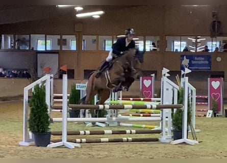 Deutsches Sportpferd, Wallach, 5 Jahre, 163 cm, Brauner