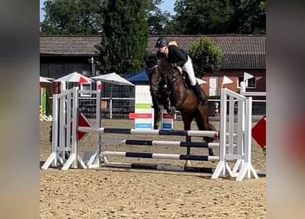 Deutsches Sportpferd, Wallach, 5 Jahre, 164 cm, Schwarzbrauner