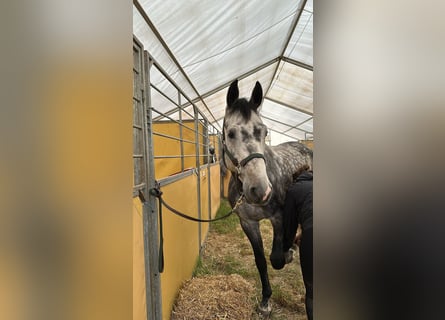 Deutsches Sportpferd, Wallach, 5 Jahre, 165 cm, Apfelschimmel