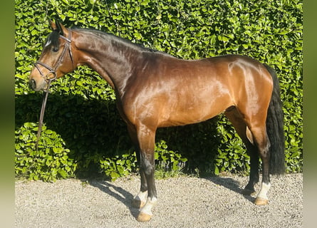 Deutsches Sportpferd, Wallach, 5 Jahre, 165 cm, Brauner
