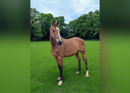 Deutsches Sportpferd, Wallach, 5 Jahre, 165 cm, Brauner
