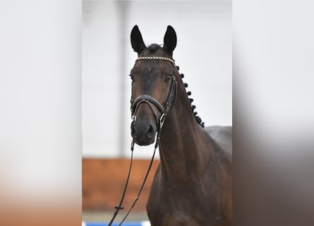 Deutsches Sportpferd, Wallach, 5 Jahre, 165 cm, Dunkelbrauner