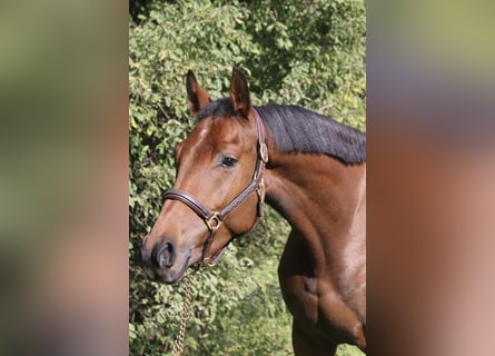 Deutsches Sportpferd, Wallach, 5 Jahre, 165 cm