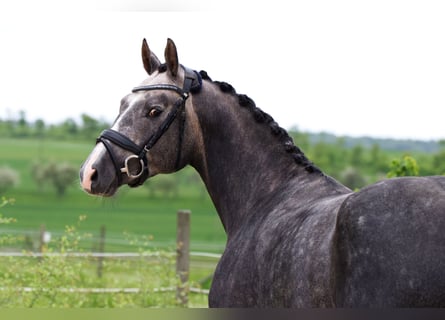 Deutsches Sportpferd, Wallach, 5 Jahre, 166 cm, Apfelschimmel