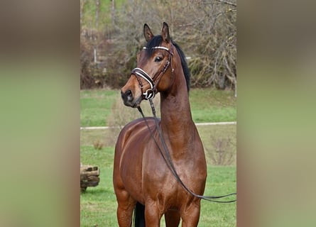 Deutsches Sportpferd, Wallach, 5 Jahre, 166 cm, Brauner