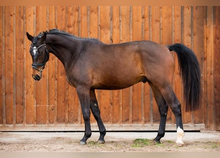 Deutsches Sportpferd, Wallach, 5 Jahre, 166 cm, Brauner