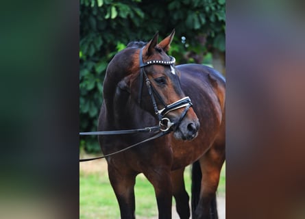 Deutsches Sportpferd, Wallach, 5 Jahre, 166 cm, Dunkelbrauner