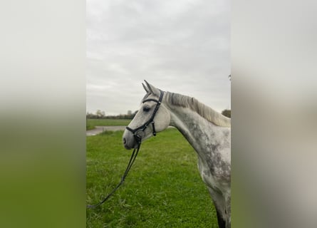 Deutsches Sportpferd, Wallach, 5 Jahre, 166 cm, Schimmel