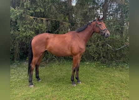 Deutsches Sportpferd, Wallach, 5 Jahre, 167 cm, Brauner