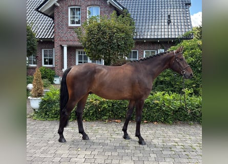 Deutsches Sportpferd, Wallach, 5 Jahre, 167 cm, Brauner