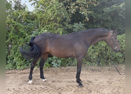 Deutsches Sportpferd, Wallach, 5 Jahre, 167 cm, Dunkelbrauner