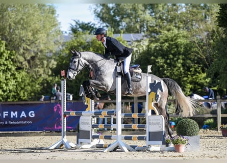 Deutsches Sportpferd, Wallach, 5 Jahre, 167 cm, Schimmel